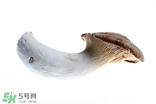 杏鮑菇可以放冰箱嗎?杏鮑菇可以放在冰箱幾天 杏鮑菇可以放冰箱嗎?杏鮑菇可以放在冰箱幾天