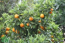 感冒咳嗽可以吃蘆柑嗎?感冒吃蘆柑好嗎 感冒咳嗽可以吃蘆柑嗎?感冒吃蘆柑好嗎