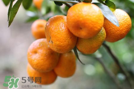 睡前能吃橘子嗎？晚上吃橘子好嗎？