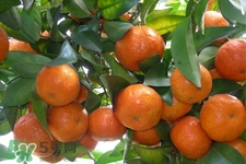 睡前能吃橘子嗎？晚上吃橘子好嗎？