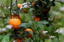 橘子變綠能不能吃？橘子變綠了還可以吃嗎？