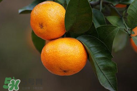 橘子搖一搖會變甜嗎？為什么橘子搖后會變甜？