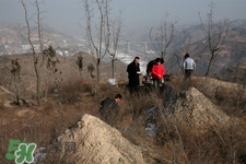 正月可以掃墓嗎？正月能不能上墳？