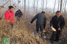 正月可以掃墓嗎？正月能不能上墳？