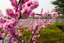 春天吃什么養(yǎng)肝？春季吃什么養(yǎng)肝護(hù)肝？