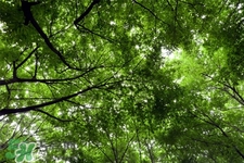 春天為什么要養(yǎng)肝？為什么春季要養(yǎng)肝？