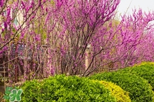 春天養(yǎng)生吃什么粥好？春季養(yǎng)生粥品有哪些？