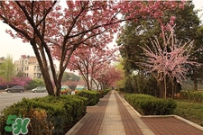 春天養(yǎng)生湯有哪些？春季養(yǎng)生喝什么湯好？