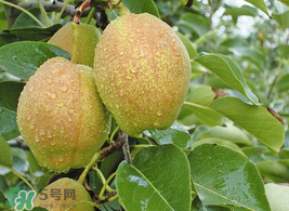 香梨怎么保存？香梨可以放冰箱嗎？