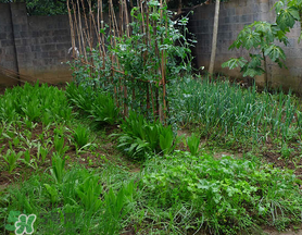 立春種什么菜？立春后種什么菜？