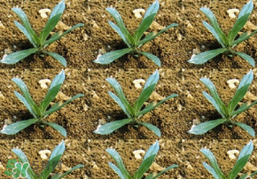 立春種什么菜？立春后種什么菜？