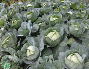 立春種什么菜？立春后種什么菜？