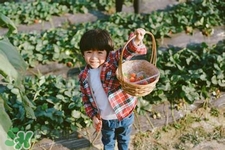 摘草莓要帶什么？摘草莓要準(zhǔn)備哪些東西？