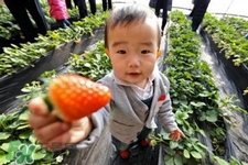 摘草莓要帶什么？摘草莓要準(zhǔn)備哪些東西？