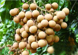 桂圓皮長霉了能吃嗎？桂圓皮發(fā)霉了里面可以吃嗎？