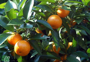 沙糖桔多少錢一斤？沙糖桔多少錢一斤2017？