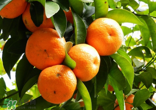 沙糖桔多少錢一斤？沙糖桔多少錢一斤2017？