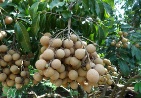 龍眼可以放冰箱嗎？龍眼可以放冰箱怎么保存？