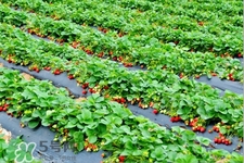 摘草莓是什么季節(jié)？幾月份可以摘草莓？