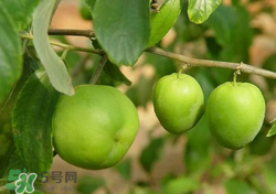 吃青棗會拉肚子嗎？拉肚子可以吃青棗嗎？