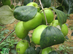 吃青棗會拉肚子嗎？拉肚子可以吃青棗嗎？