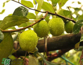 來月經(jīng)可以吃青棗嗎？月經(jīng)可以吃青棗嗎？