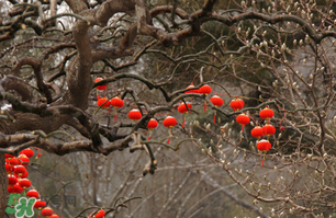 立春后種什么花？立春時(shí)開的花有哪些？
