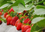 摘草莓是什么季節(jié)？幾月份可以摘草莓？