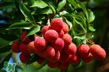 初春有荔枝吃嗎？立春后有荔枝吃嗎？