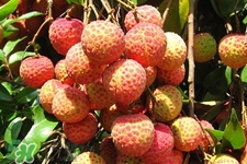 荔枝怎么挑？如何挑選新鮮荔枝？