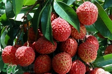 孕婦可以吃荔枝嗎？懷孕了能吃荔枝嗎？