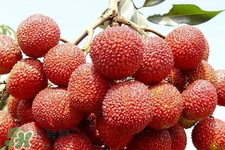 荔枝可以冷凍嗎？荔枝可以放冷藏嗎？