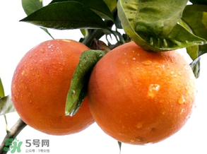 血橙為什么沒有血絲？血橙為什么不紅？