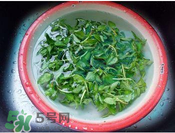 香菜煮水洗腎是真的嗎？香菜煮水洗腎是真的嗎