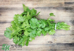 香菜煮水洗腎是真的嗎？香菜煮水洗腎是真的嗎