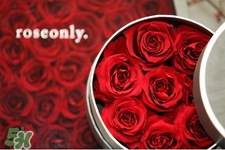 roseonly是什么花？roseonly是真花還是假花？