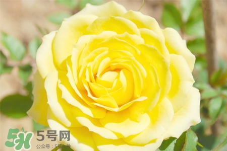 情人節(jié)可以送黃玫瑰嗎？情人節(jié)送黃玫瑰好嗎？