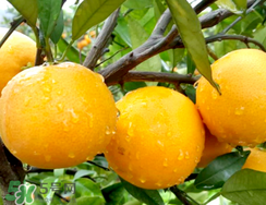 冰糖橙價格多少錢一斤？冰糖橙多少錢一斤2017？