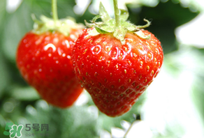 小孩咳嗽可以吃草莓嗎？小孩發(fā)燒可以吃草莓好？
