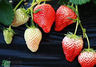 小孩咳嗽可以吃草莓嗎？小孩發(fā)燒可以吃草莓好？