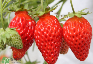 寶寶吃草莓會過敏嗎？寶寶吃草莓過敏怎么辦？