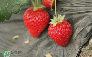 寶寶吃草莓會過敏嗎？寶寶吃草莓過敏怎么辦？