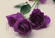 情人節(jié)可以送紫玫瑰嗎？情人節(jié)送紫玫瑰好嗎？
