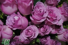 鮮花怎么養(yǎng)？鮮花怎么養(yǎng)放的比較久？