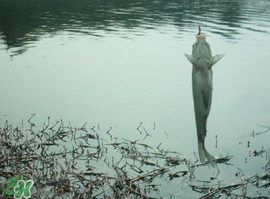 初春什么時(shí)候可以釣魚(yú)？初春釣魚(yú)技巧