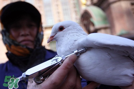 禽流感期間能吃鴿子嗎？吃鴿子會得禽流感嗎？