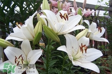 百合花怎么養(yǎng)？百合花在家怎么養(yǎng)？