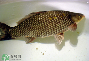 春天釣鯽魚(yú)用什么餌料？春天釣鯽魚(yú)餌料配方