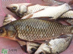 春天釣鯽魚(yú)用什么餌料？春天釣鯽魚(yú)餌料配方