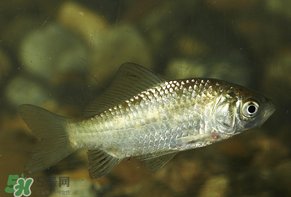 春天釣鯽魚(yú)用什么餌料？春天釣鯽魚(yú)餌料配方